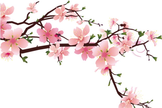 Drawn Cherry Blossom Strawberry - Peach Blossom Drawing Png Clipart (640x480), Png Download