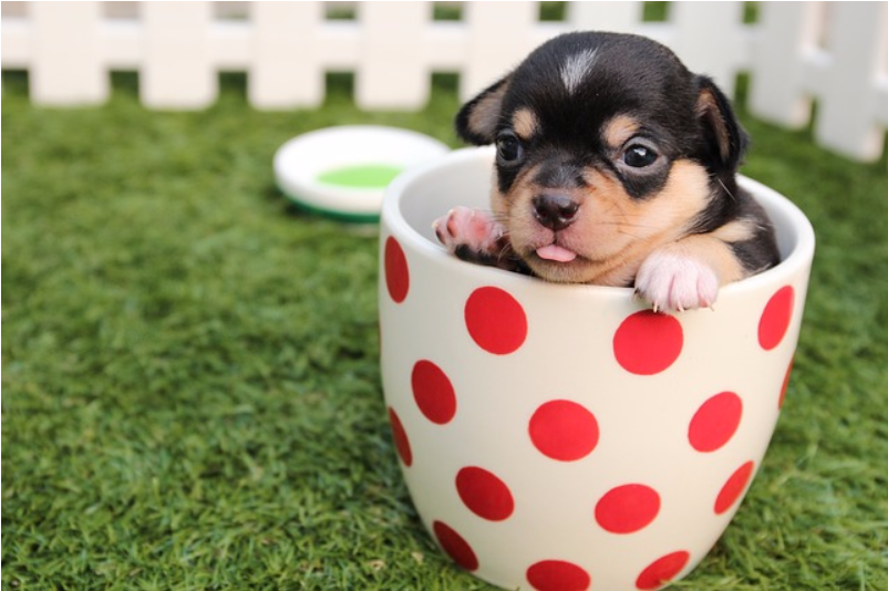 Cute Little Puppies - Puppy In A Teacup Clipart (1200x628), Png Download