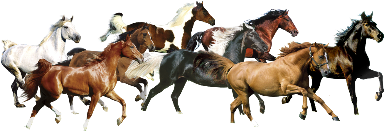 7 White Horse Images - Running Horse Clipart (1417x1417), Png Download
