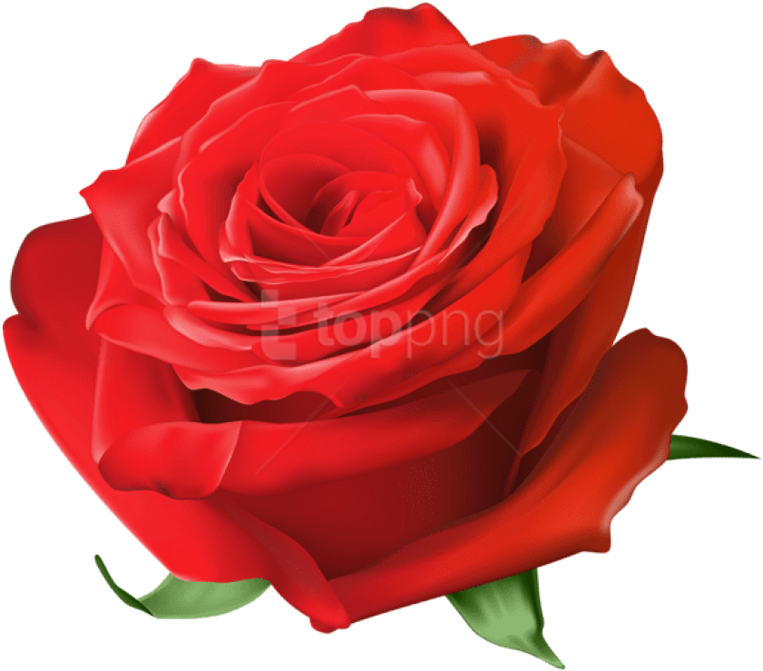 Free Png Red Rose Transparent Png Images Transparent - Blue Rose Transparent Clipart (850x746), Png Download