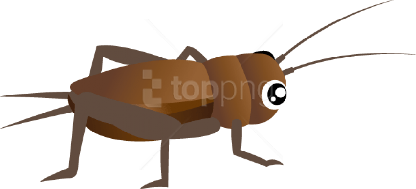 Free Png Download Cricket Insect Clipart Png Images - Insects Clipart Transparent Background (851x388), Png Download