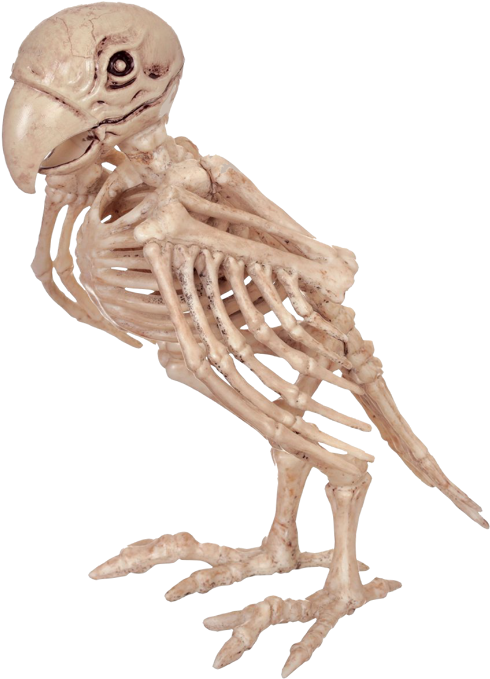 Skeleton Parrot - Parrot Skeleton Clipart (578x700), Png Download