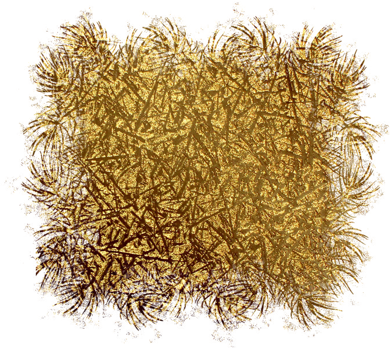 Seaweed Clipart (800x800), Png Download