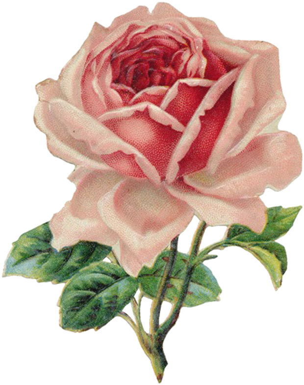 Download File - Vintage Rose Clipart - Png Download (638x800), Png Download