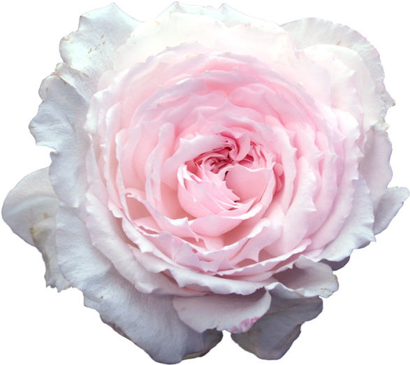 Meh Light Pink Flowers, Transparent Flowers, Overlays - Transparent Stickers Tumblr Flower Clipart (683x683), Png Download