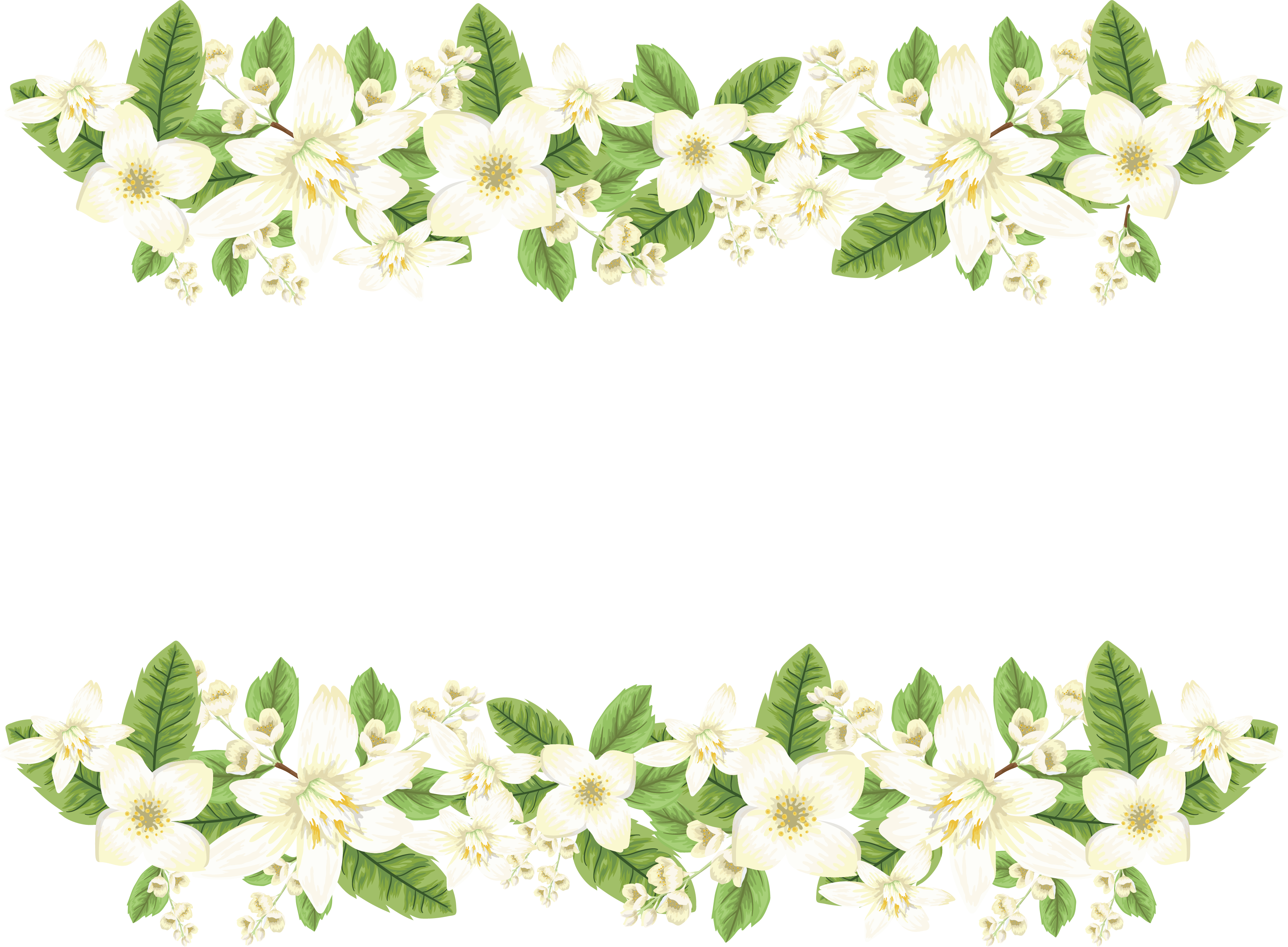 Jasmine Clipart (3614x2658), Png Download
