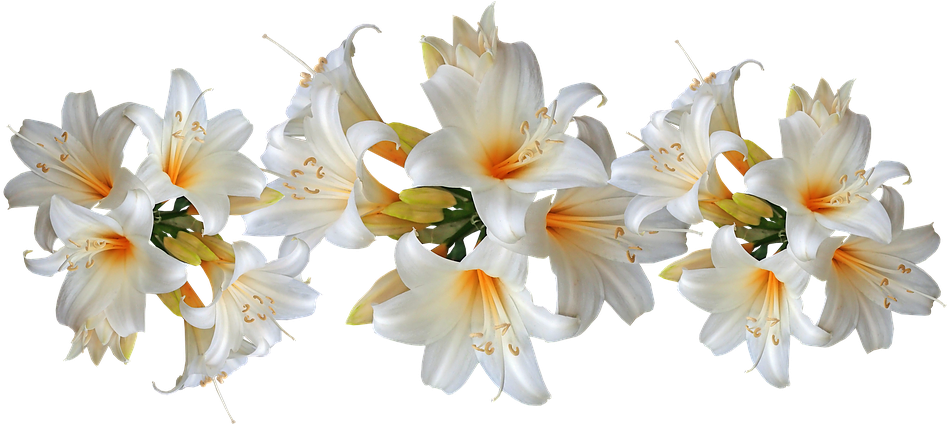 Lilies White Belladonna Easter Lilies Flowers - Lily Clipart (960x423), Png Download