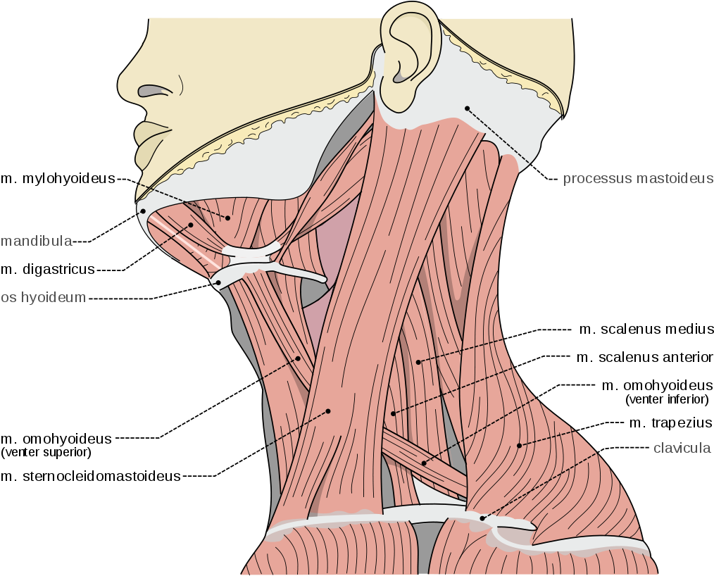 Scalene Muscles Scalene Muscles - Scalene Muscles Clipart (1024x868), Png Download