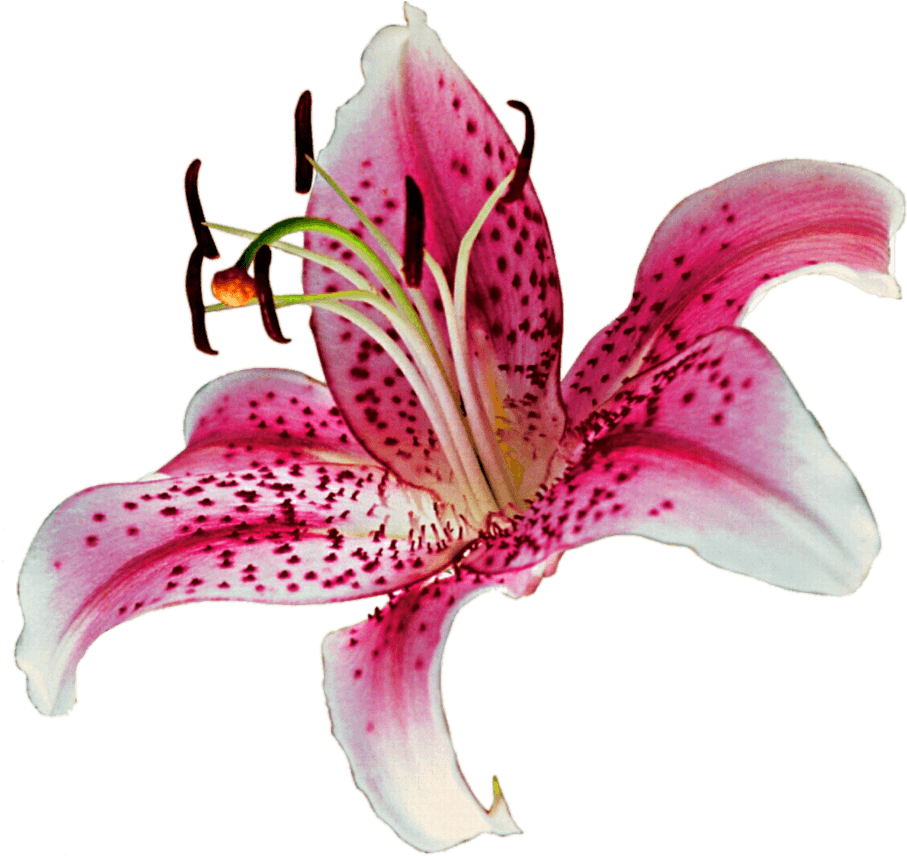 Stargazer Lily Clipart - Tiger Lily No Background - Png Download (907x856), Png Download