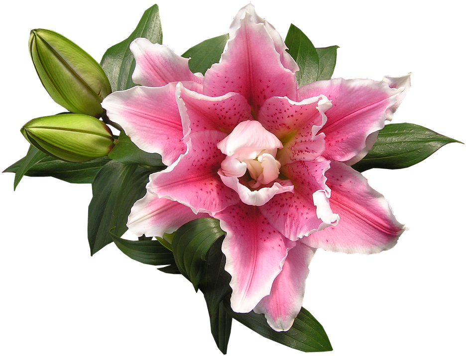 Lily, Pink, Blooming - Artificial Flower Clipart (960x718), Png Download