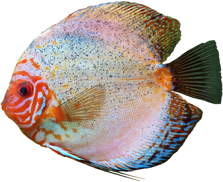 Discus Fish Free Png Image Transparent Background - Coral Reef Fish Clipart (800x800), Png Download