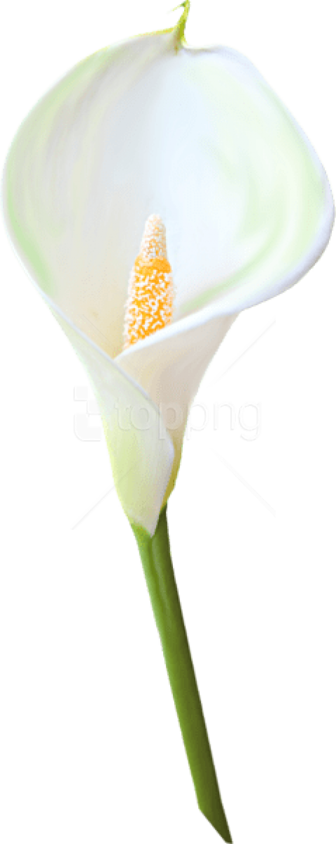 Free Png Download Transparent Calla Lily Flower Png - White Calla Lilies Transparent Clipart (480x1206), Png Download