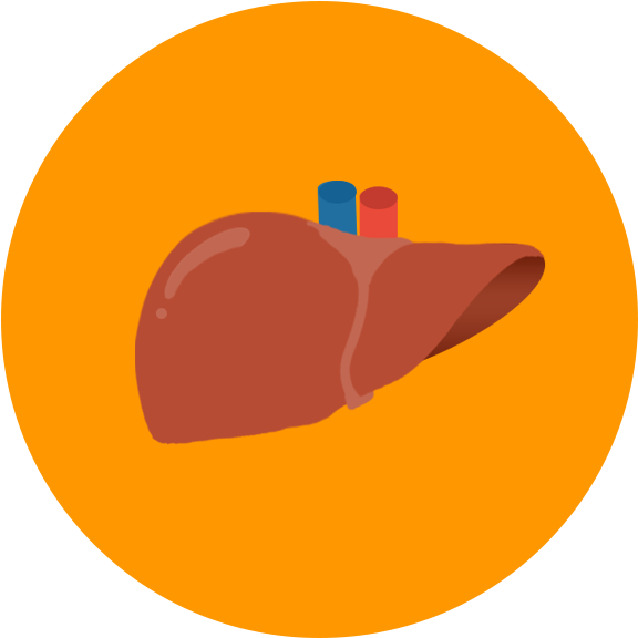 Liver Png - Liver Icon Png Clipart (591x591), Png Download
