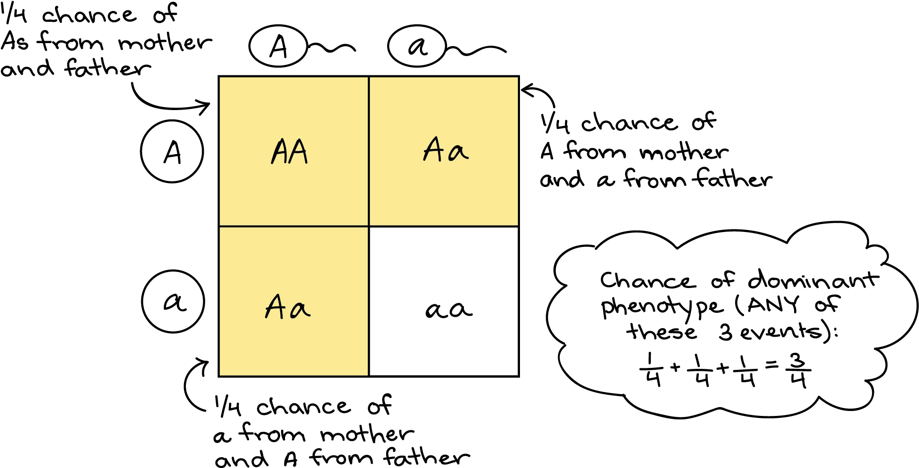 Monohybrid squares khan academy punnett square clipart large size