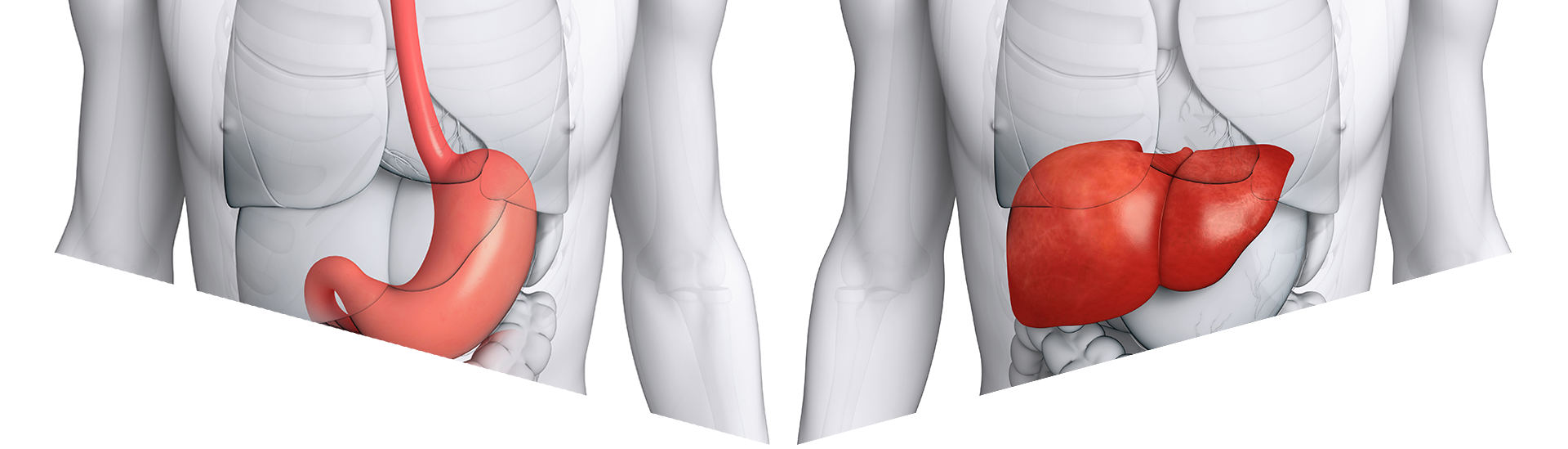 Liver Png Clipart (1920x549), Png Download