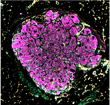 Engineered Human Liver Tissue “seeds” Blossom After - Liver Clipart (800x400), Png Download