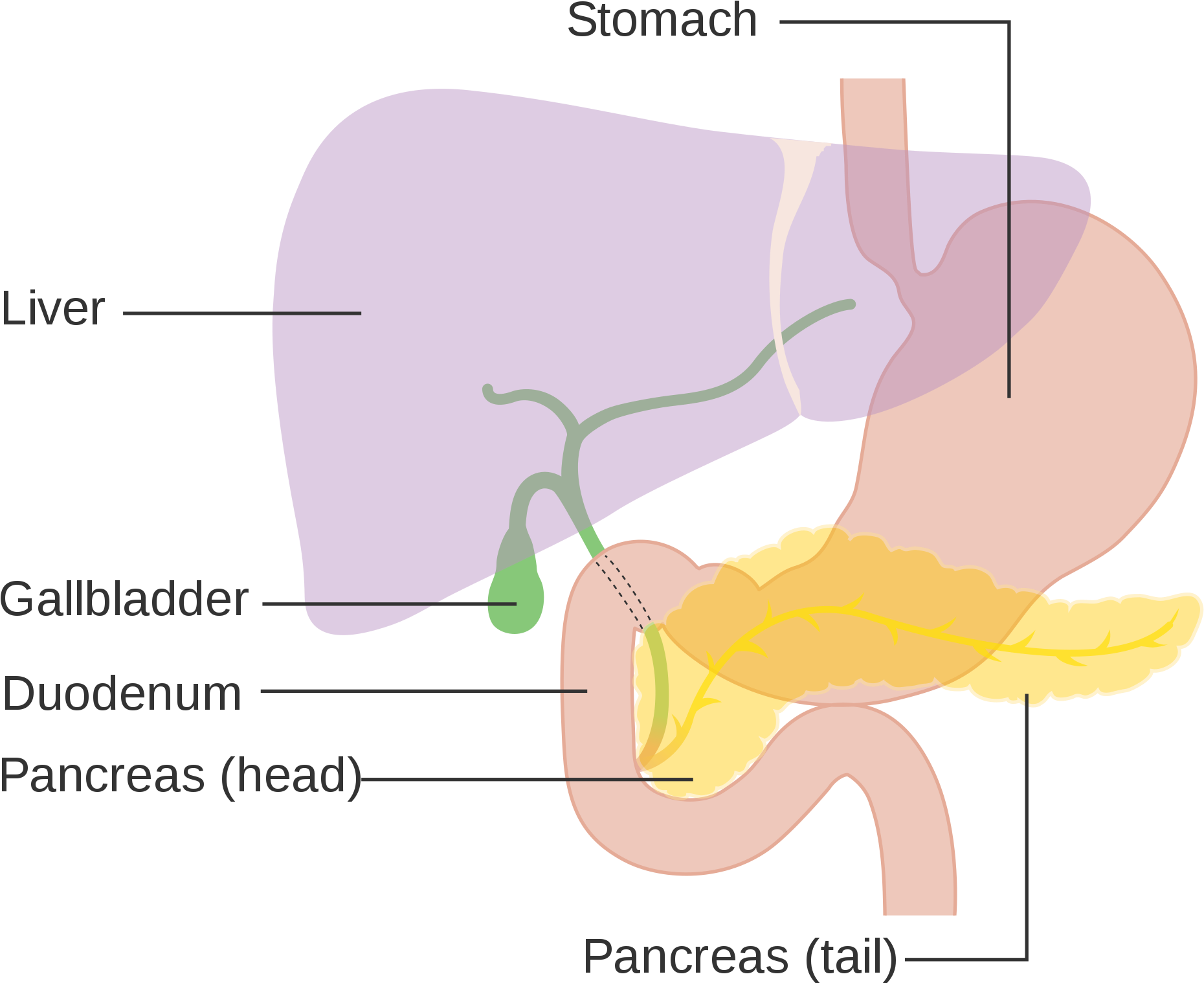 Liver Diagram - - Gall Bladder Creative Commons Clipart (2000x1808), Png Download