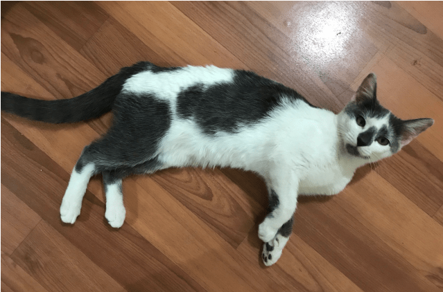 Donate To Petrescue - Domestic Short-haired Cat Clipart (638x638), Png Download