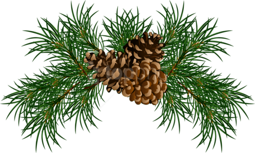 Free Png Pine Branches With Pine Cones Png Images Transparent - Pine Needle Clip Art (850x513), Png Download