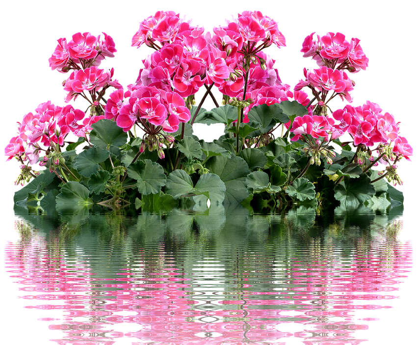 Geranium, Balkonblumen, Summer, Balcony Plant, Flower - Geraniums Clipart (960x711), Png Download