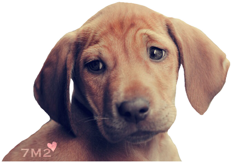 #dog #sad #freetoedit - Dog Yawns Clipart (1024x680), Png Download