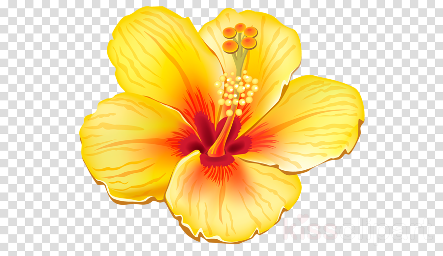 Tropical Flower Png Clipart Clip Art - Transparent Tropical Flower Clipart (900x520), Png Download