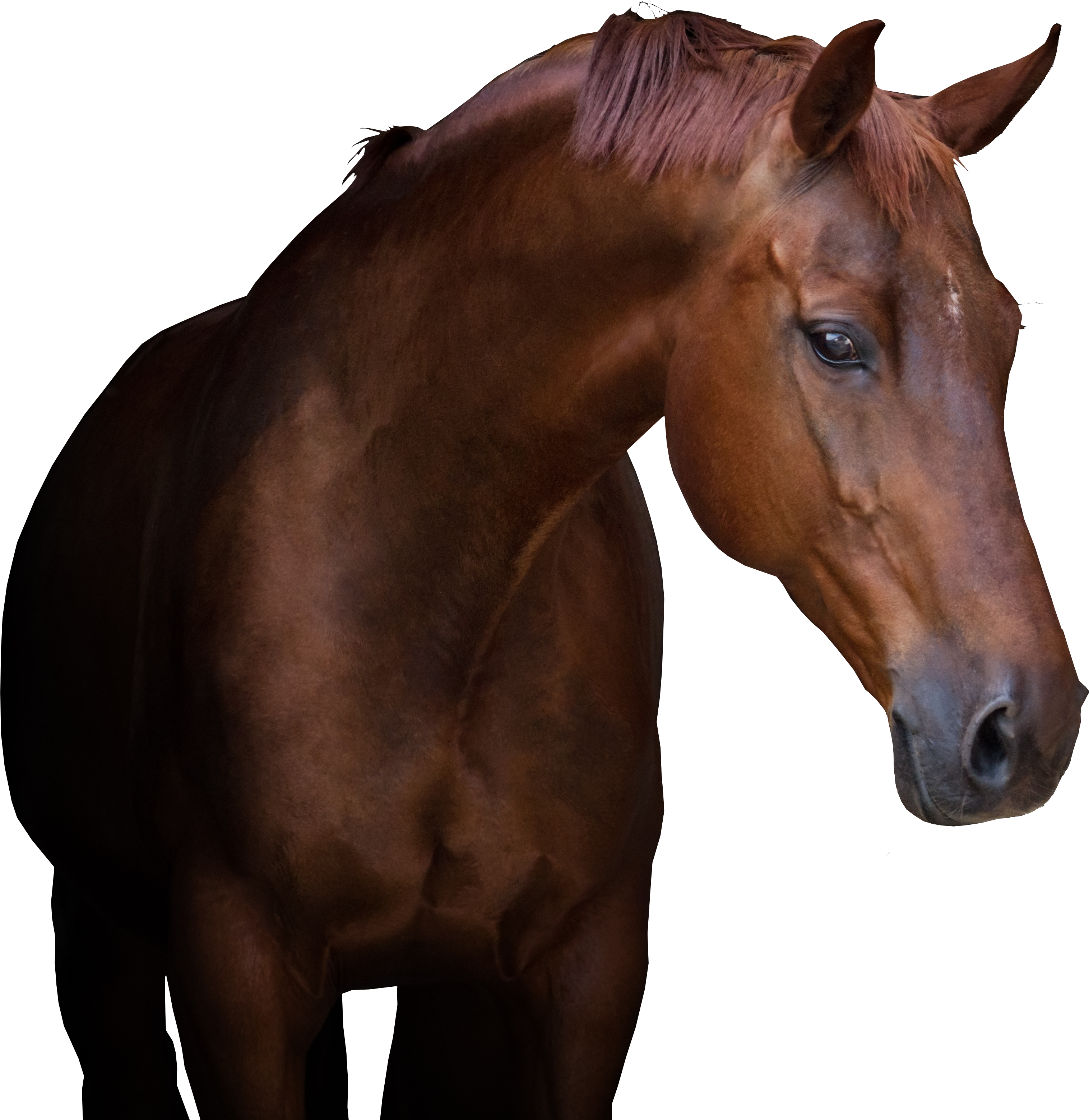 Sports Medicine Clipart (5184x3456), Png Download