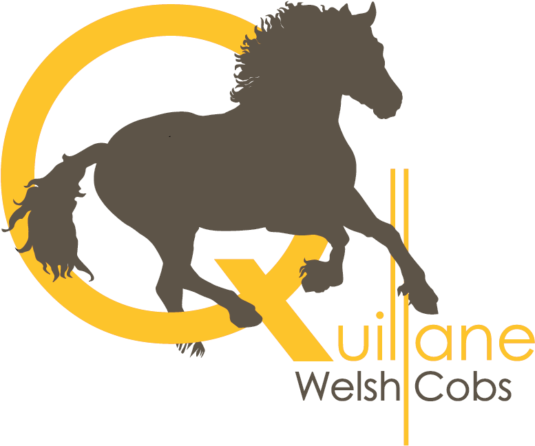 Quillane Welsh Cobs - Mane Clipart (864x864), Png Download