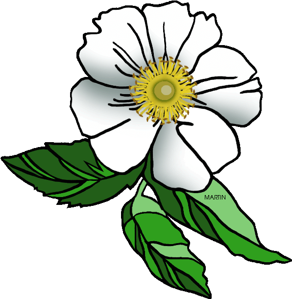 Georgia Cliparts - Cherokee Rose Clip Art - Png Download (640x648), Png Download