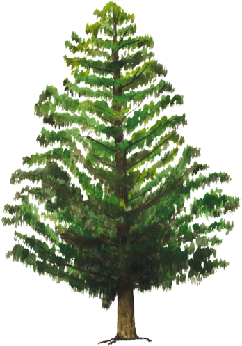 Vecinos Verdes - Christmas Tree Png Clipart (750x502), Png Download