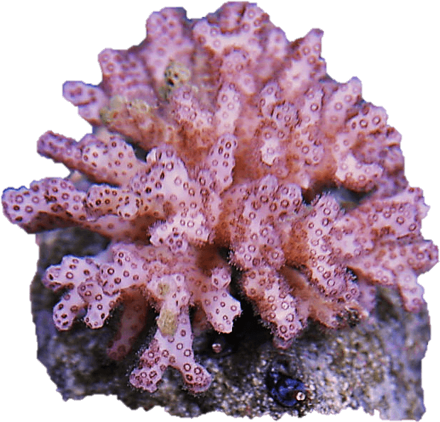 Coral Png - Pink Pocillopora Coral Clipart (640x626), Png Download