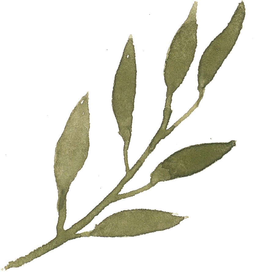 What Does That Brush Do - Olive Leaves Png Clipart (844x888), Png Download