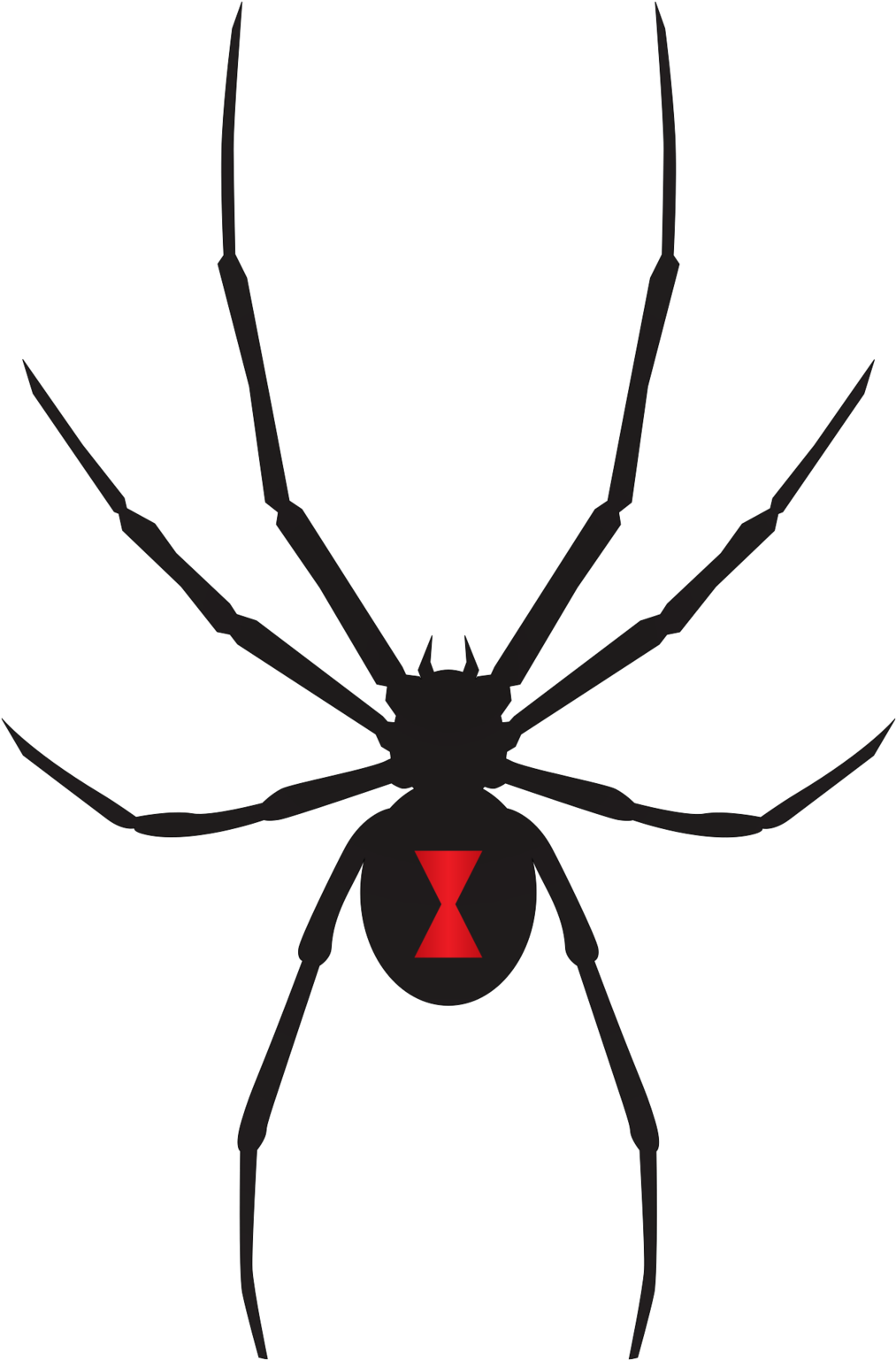 Black Widow Spider Flat Clipart (1024x1548), Png Download