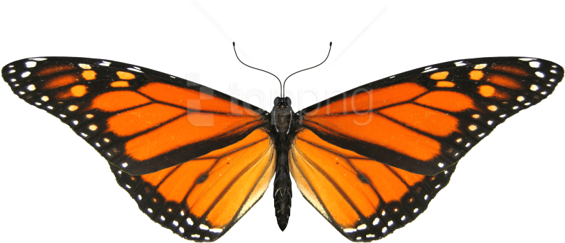 Free Png Download Butterfly Small Wings Png Images - Monarch Butterfly Transparent Background Clipart (850x638), Png Download
