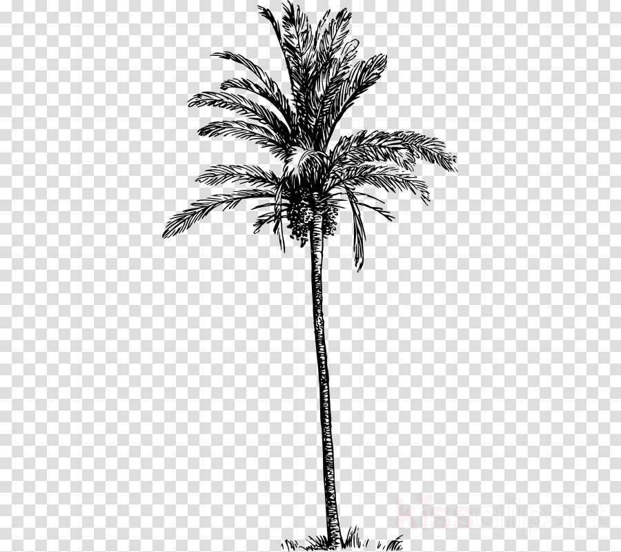 Download Watercolor Painting Clipart Asian Palmyra - Tree Png For Photoshop Transparent Png (900x800), Png Download