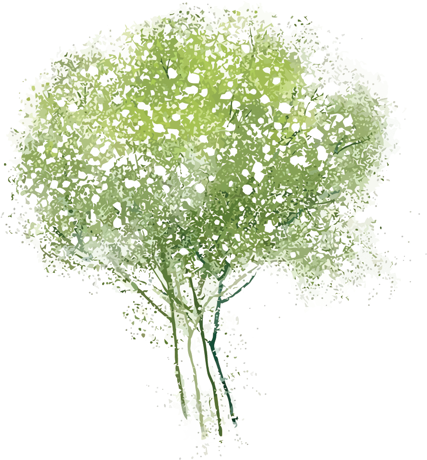 Adobe Watercolor Tree Transprent Png Free Download - ดอกไม้ การ์ตูน สี น้ำ Clipart (1039x1500), Png Download