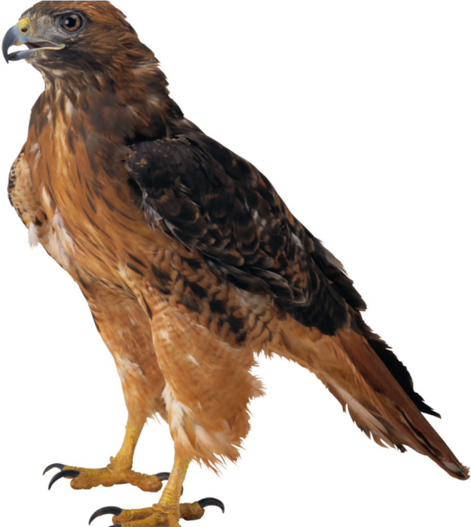 Falcon Clipart Falcon Png Clipart Best Web Clipart - Eagle Png Transparent Png (1024x1024), Png Download