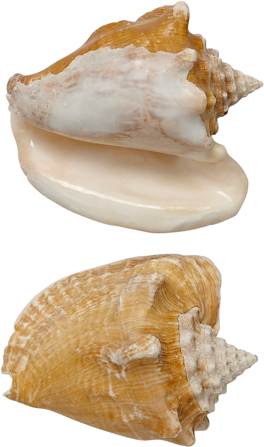 Milk Conch Shell Seashell 5-6" , Png Download - Shell Clipart (540x914), Png Download