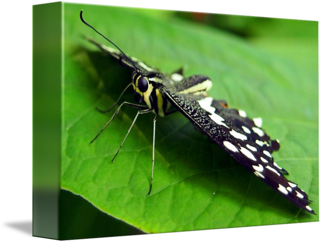 Green Flying Insect With Transparent Wings - Macro Photography Clipart (650x488), Png Download