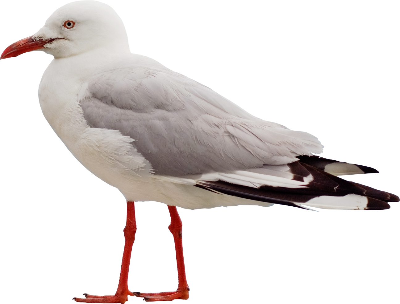 Download Png Image Report - Seagull Png Clipart (1296x987), Png Download