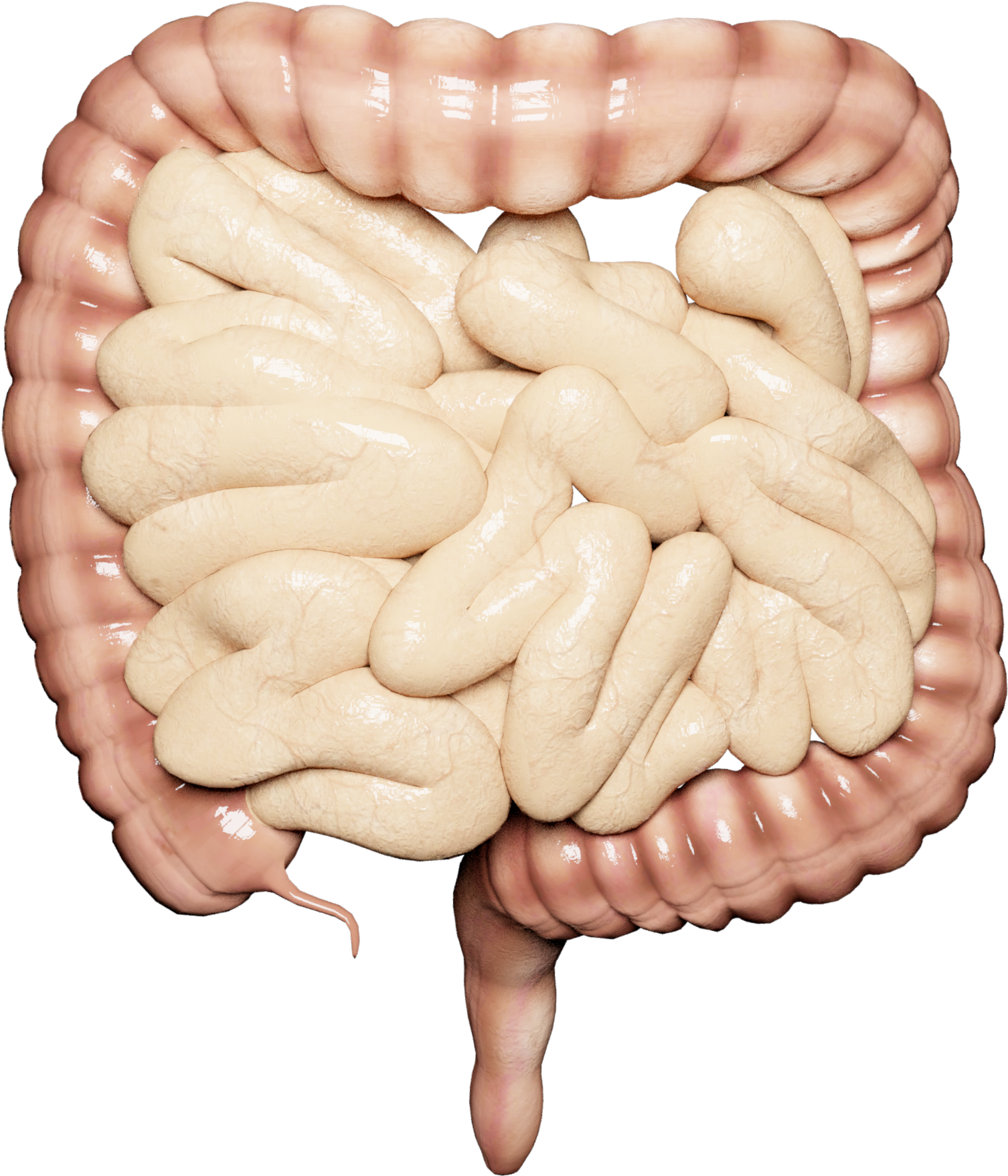 Guts Clipart (2048x2048), Png Download