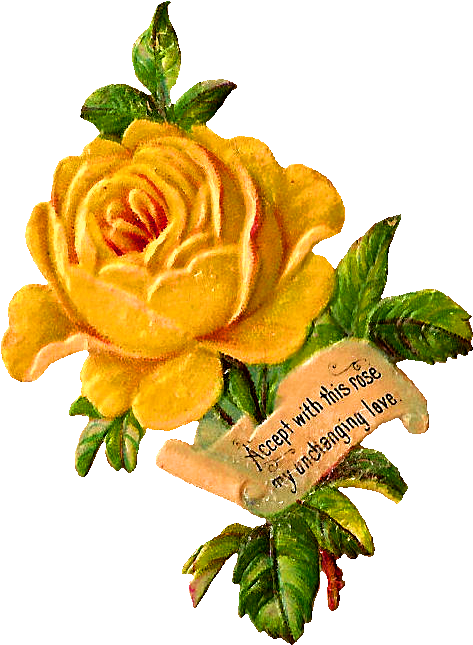 Yellow Rose Clip Art - Floribunda - Png Download (536x696), Png Download