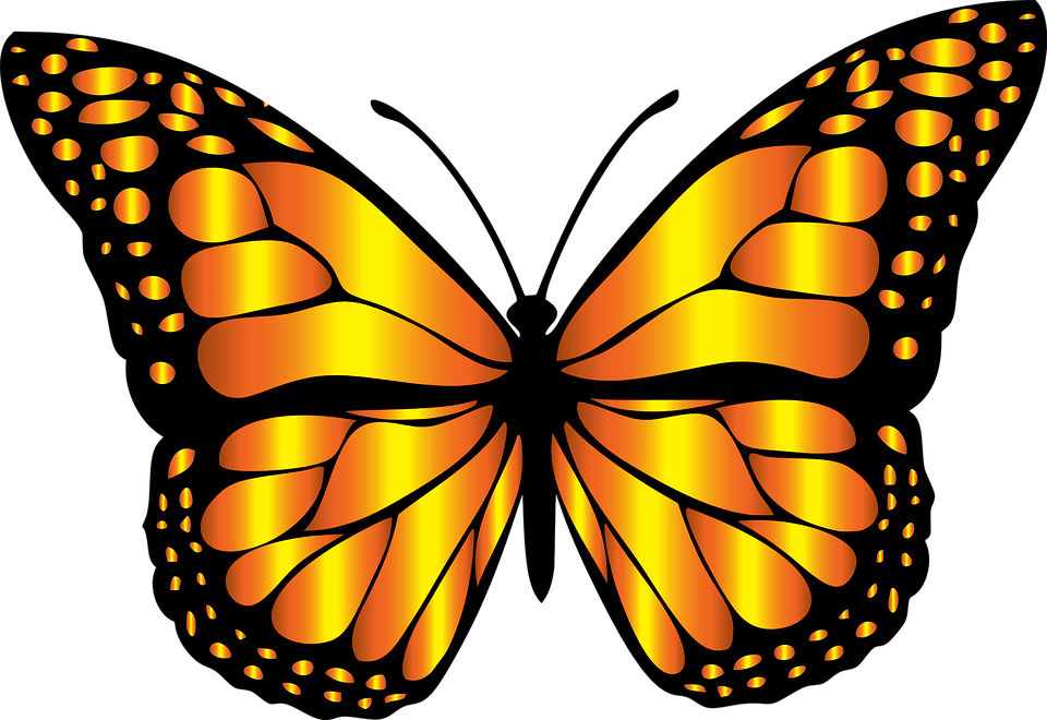 Monarch Butterfly Clipart Monarch Butterfly Clipart - Png Download (960x660), Png Download