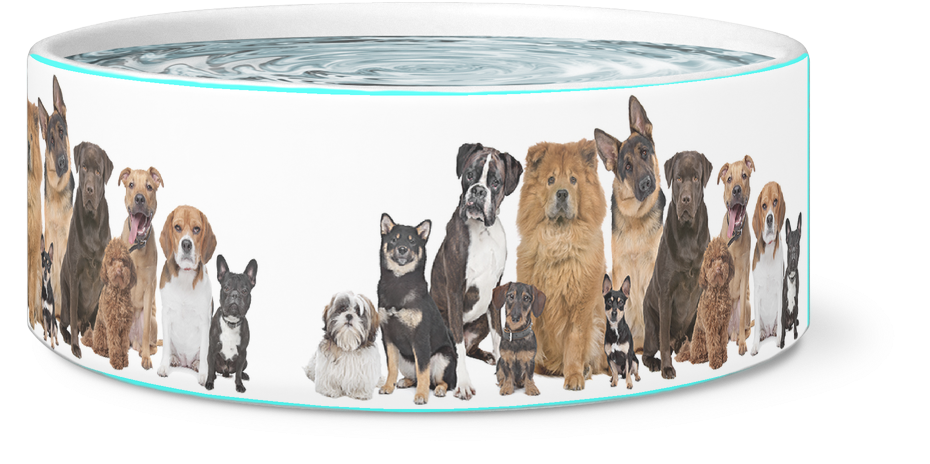 The 12 Dogs Bowl - Fun Dog Show Clipart (1024x1024), Png Download