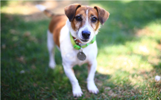 Donate To Petrescue - Companion Dog Clipart (638x638), Png Download