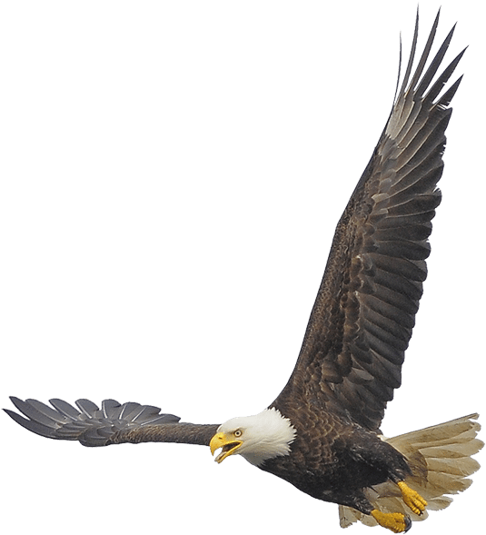 Bald Eagle Bald Eagle - Bald Eagle Clipart (600x630), Png Download