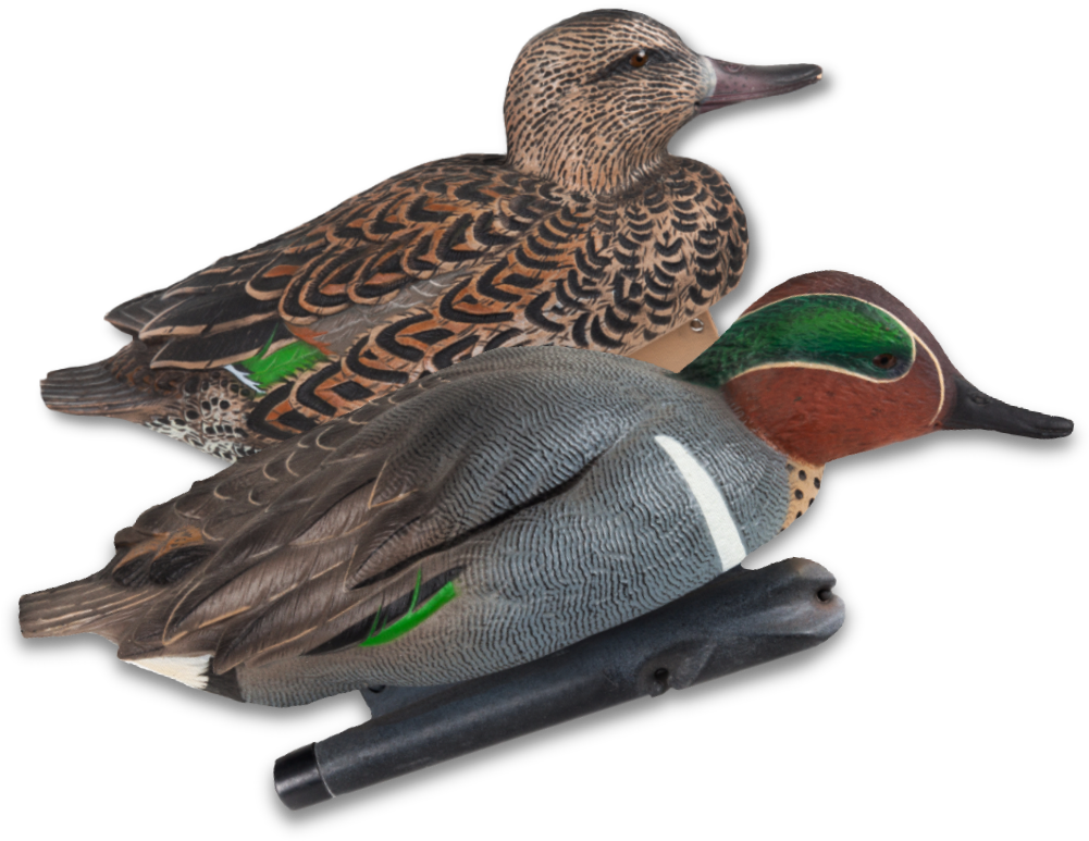 Image Of The Avian X Green Winged Teal Clipart (1000x1000), Png Download