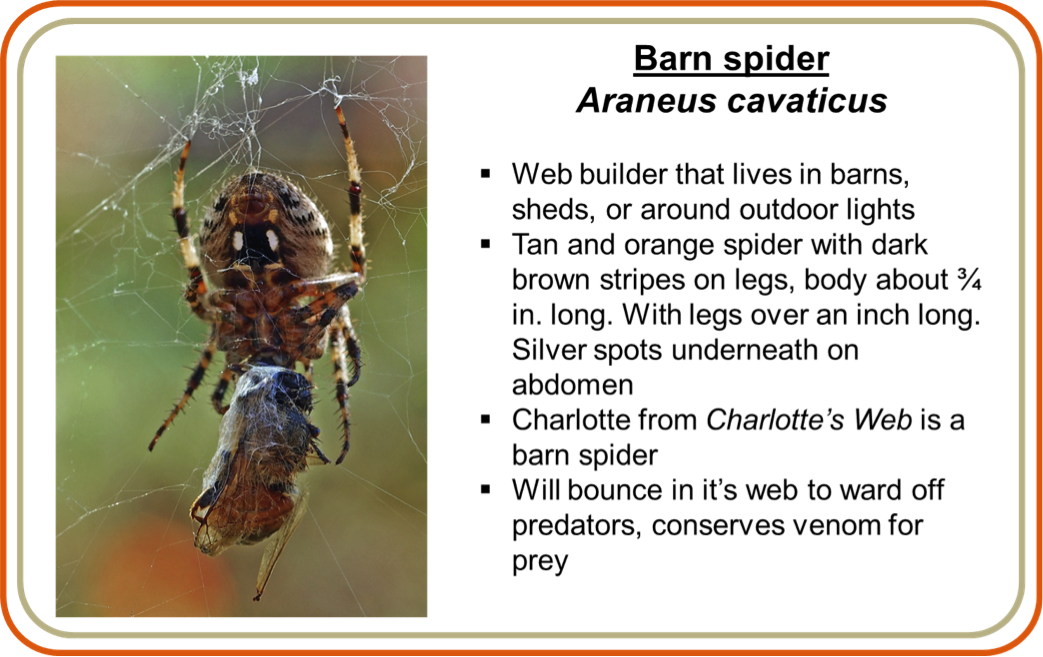 They Are All Quick To Run From Humans And Will Only - Barn Spider Life Cycle Clipart (1043x657), Png Download