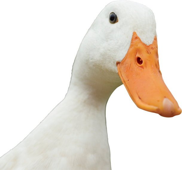 Duck Quack Png - Duck Clipart (609x568), Png Download