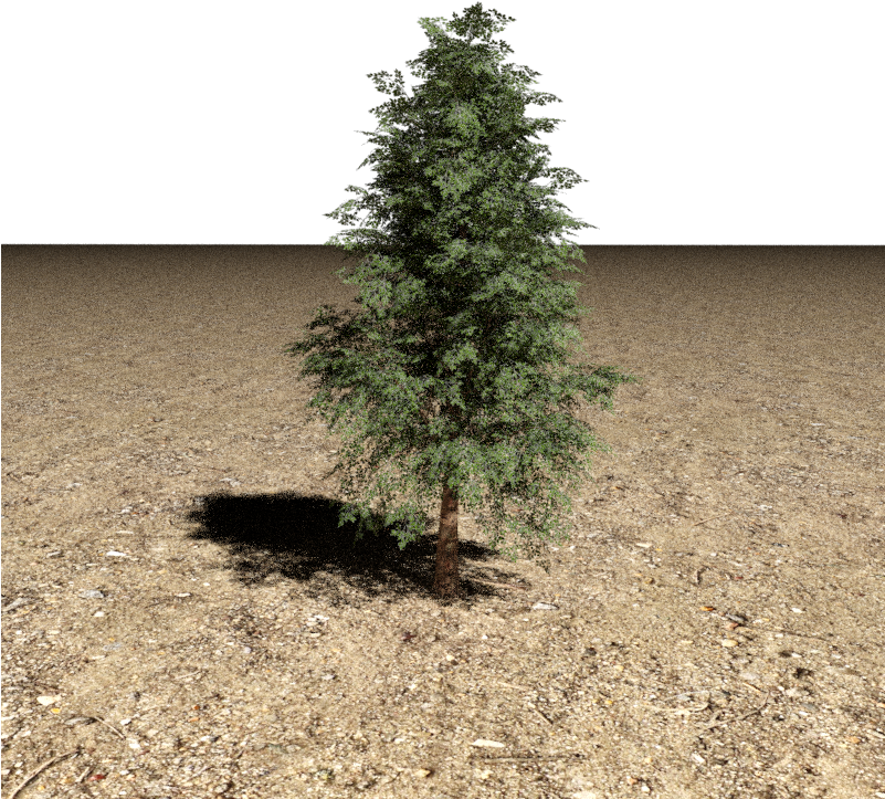 Tree 3d Model - Mexican Pinyon Clipart (800x800), Png Download